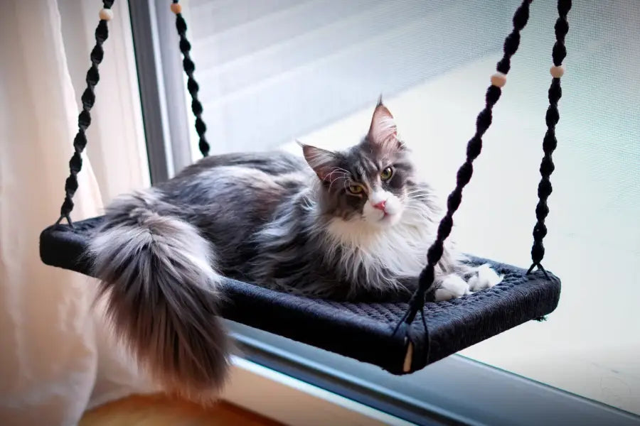 Die perfekte Fensterliege für Maine Coon & Co: Unsere Erfahrungen mit der XXL-Version
