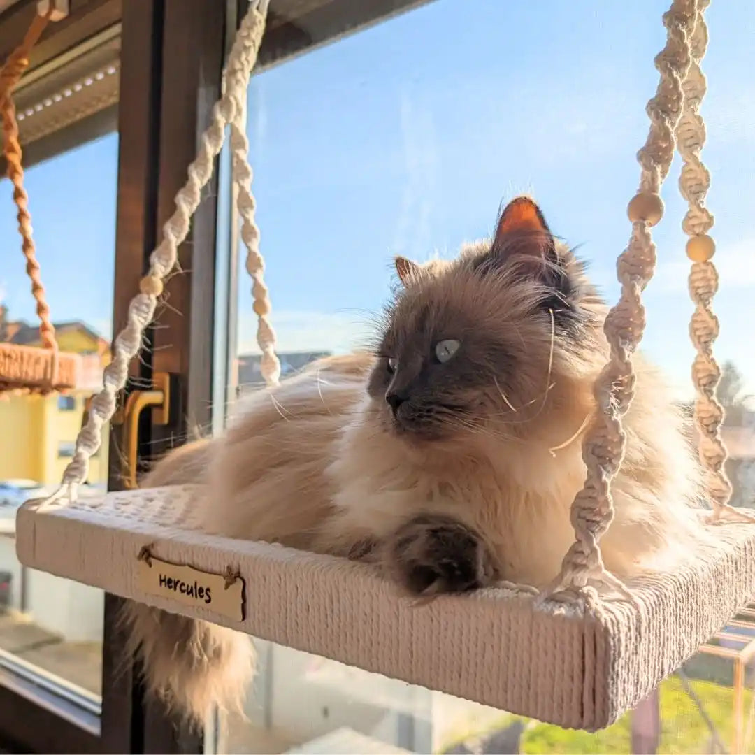 Bestseller katzengerechte Katze im Buchenholz-Macramé-Schaukel