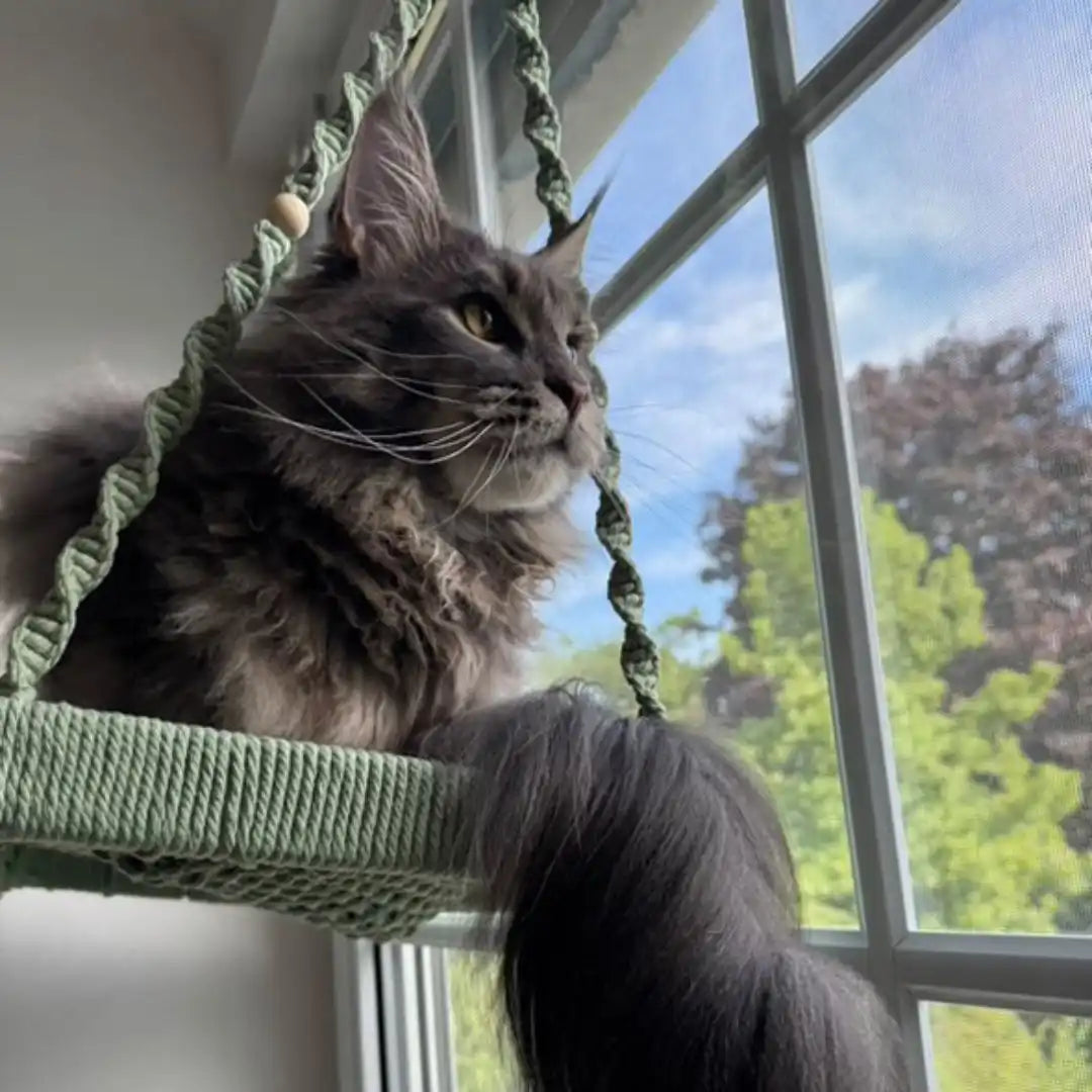 Graue Katze in Makramee-Hängematte.