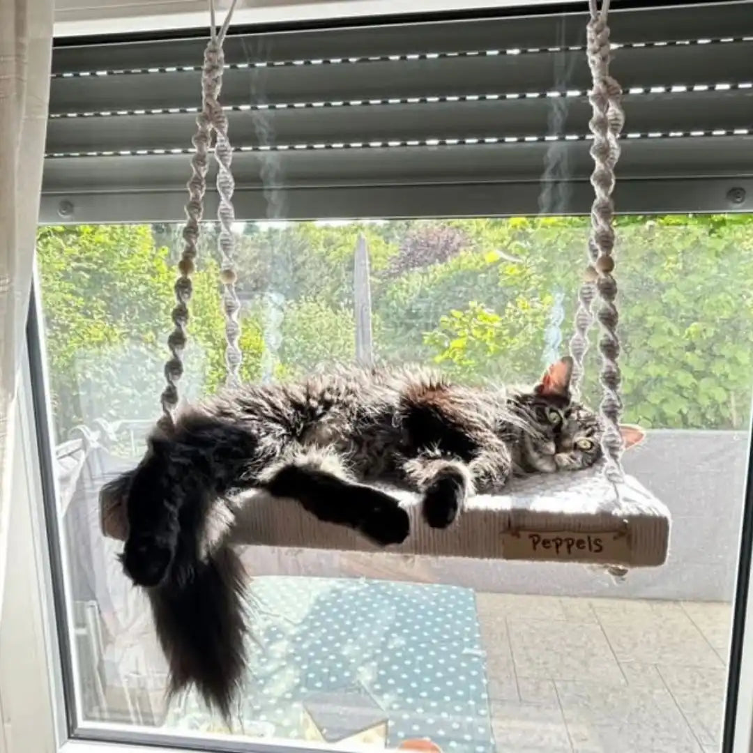 Katze, die auf einer Makramee-Schaukel relaxt.