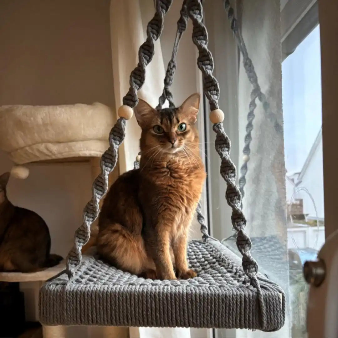 Katze im Makramee-Schaukel.