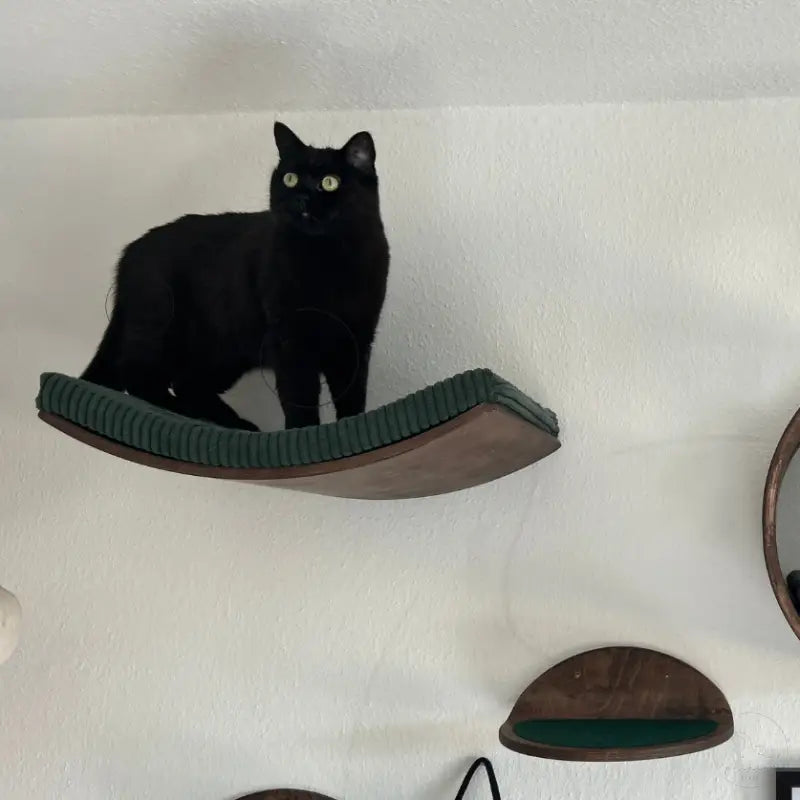 Schwarze Katze auf gebogener Liegefläche der Phinias gebogenen Katzenliege