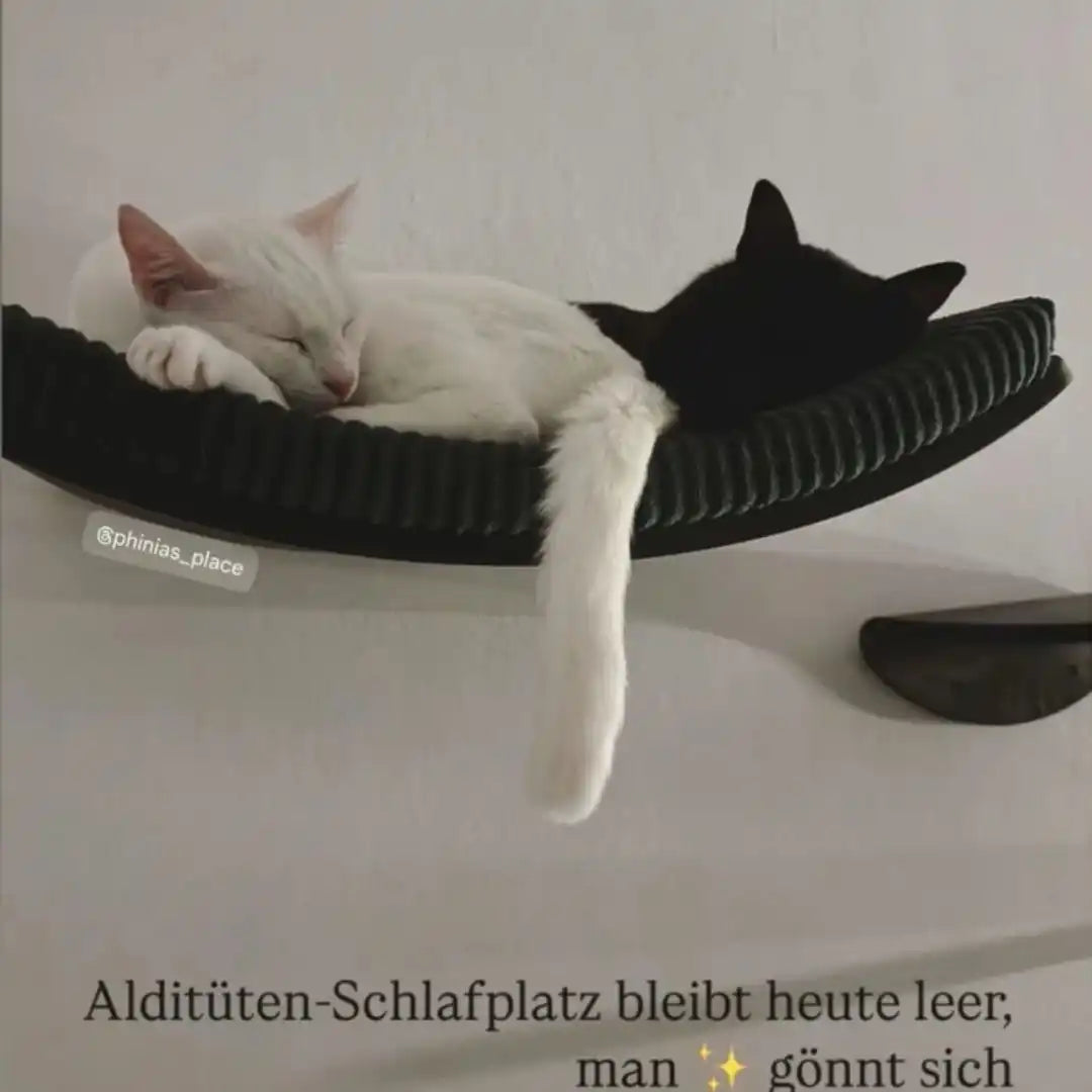 Schlafende weiße Katze auf einem schwarzen Katzebett.