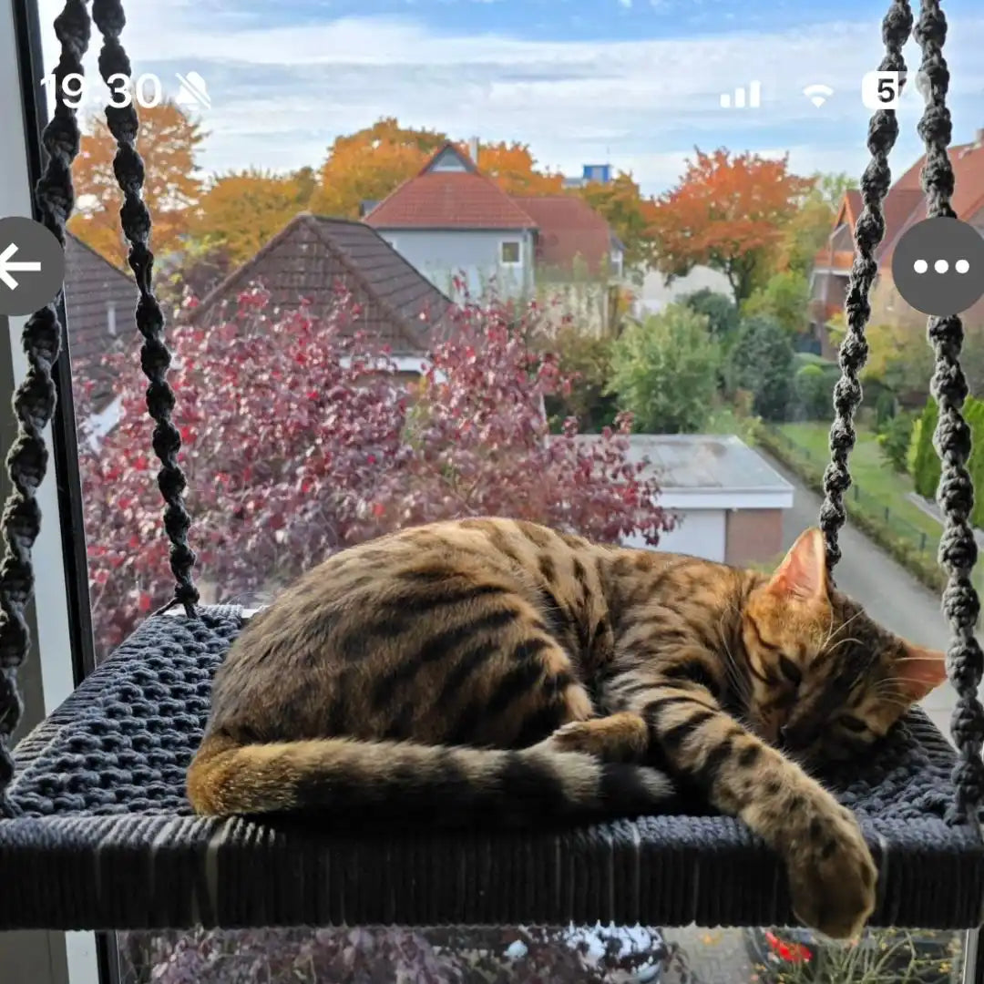 Bengalkatze, die auf einer Makramee-Schaukel schläft.