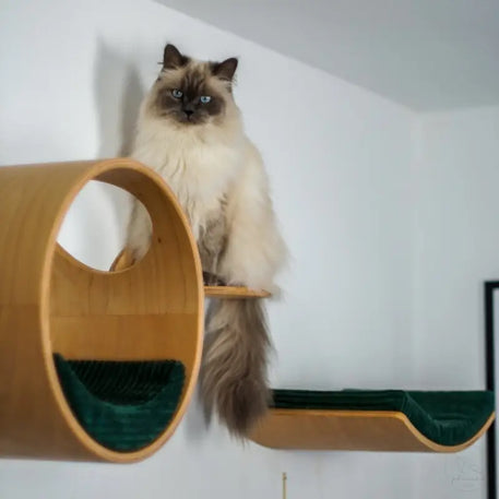 Ragdoll Katze entspannt auf Phinias runder Katzenliege mit mondförmigem Kissen