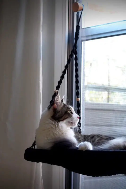 Phinias Fensterliege Katzenliege: Schwarze Katzenhängematte mit geflochtener Seil und Holzstange