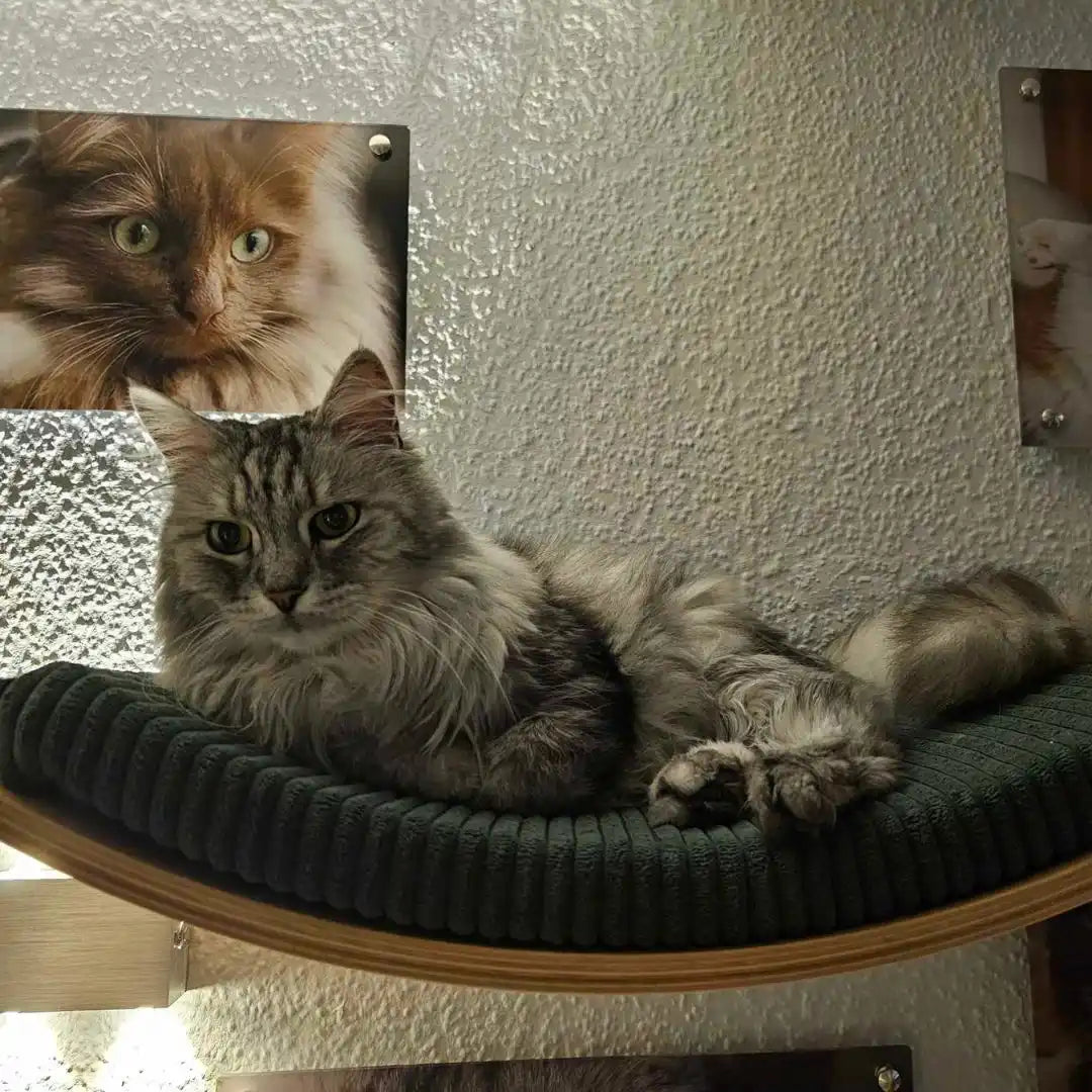 Grauer getigerter Katze, die auf einem gebogenen, gepolsterten Regal liegt.
