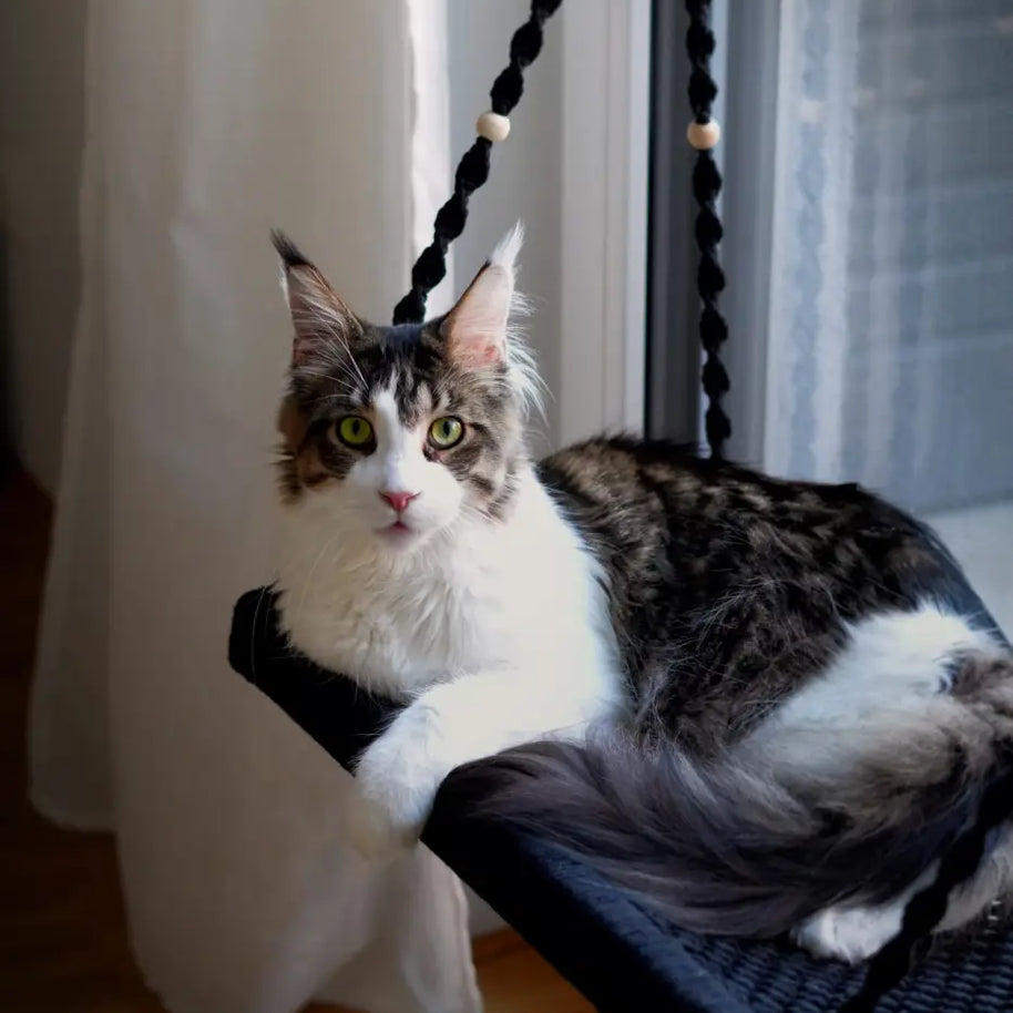 Maine Coon auf Phinias XXL Fensterliege mit Fensterhaken, ideal für Großkatzen wie Norwegische Waldkatze