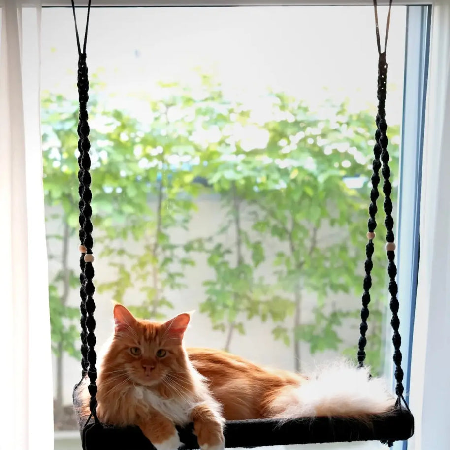 Phinias XXL Fensterliege für Maine Coon und Waldkatze – Phinias Place