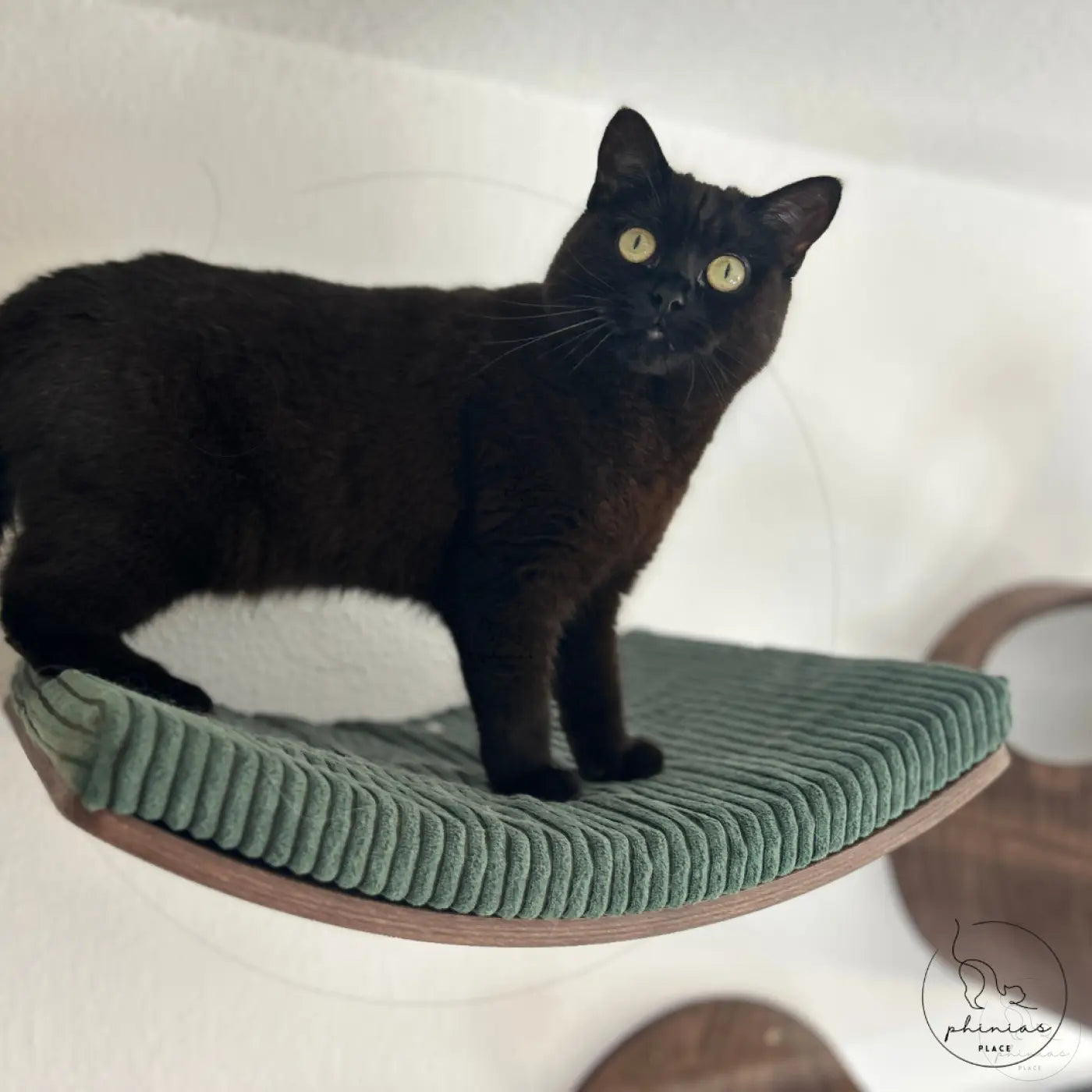Schwarze Katze auf einem grünen Katzenregal.