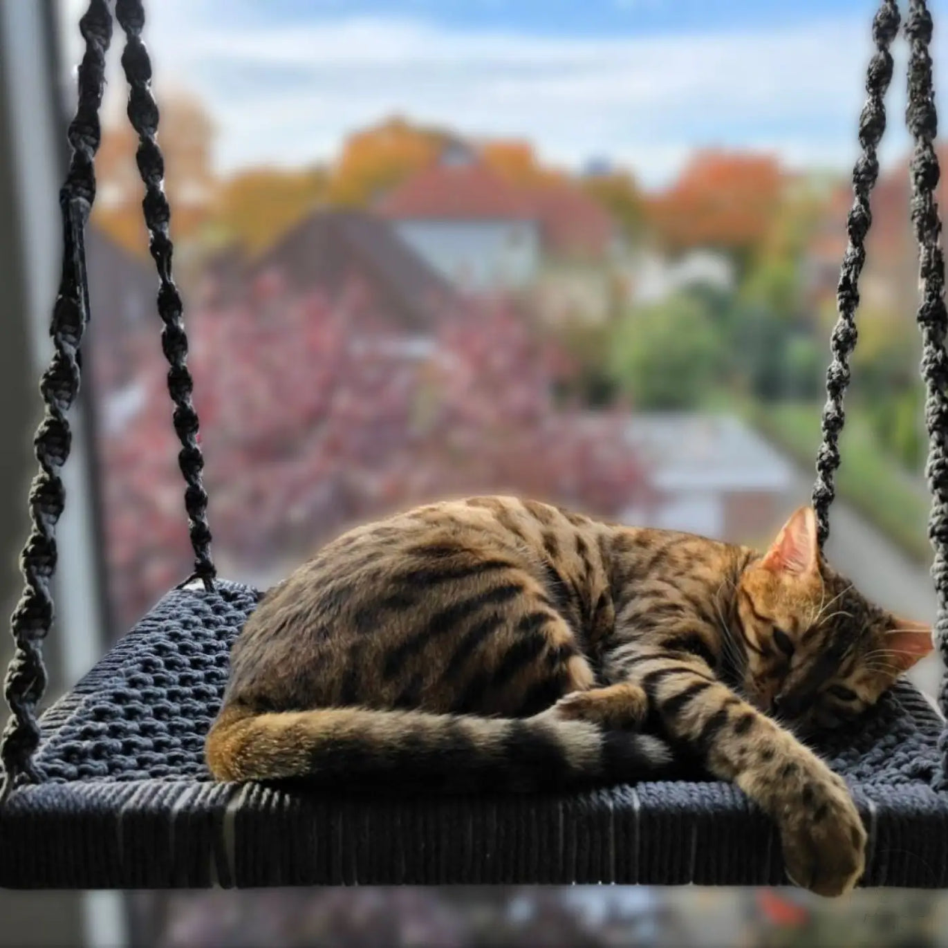 Gemütliche getigerte Katze auf Phinias Fensterliege Katze Fensterplatz