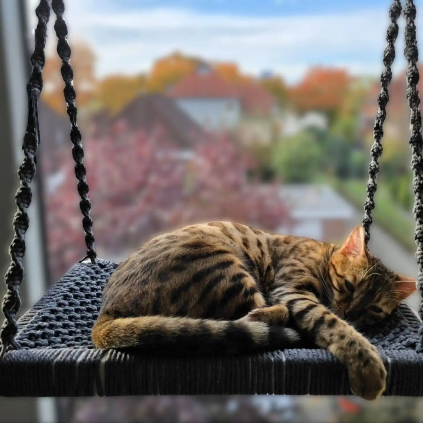 Gemütliche getigerte Katze auf Phinias Fensterliege Katze Fensterplatz