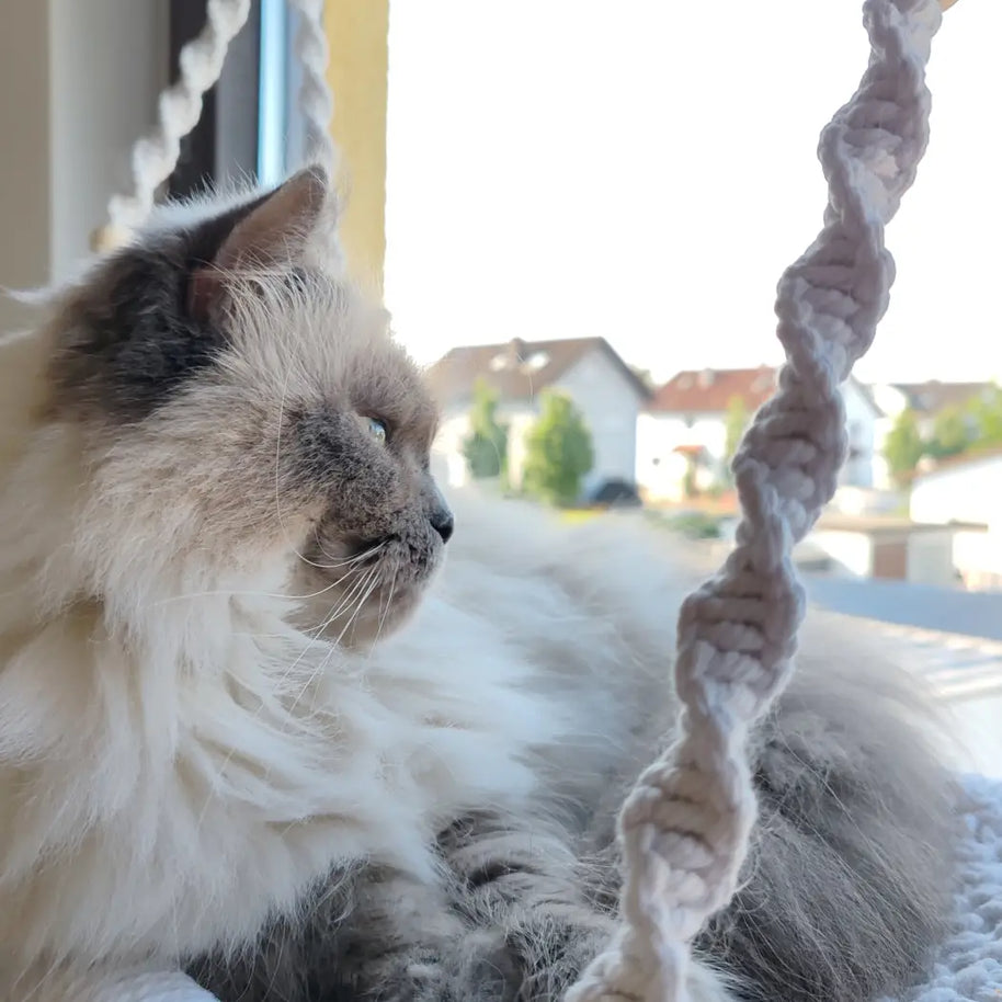 Flauschige Katze in Makramee-Hängematte.