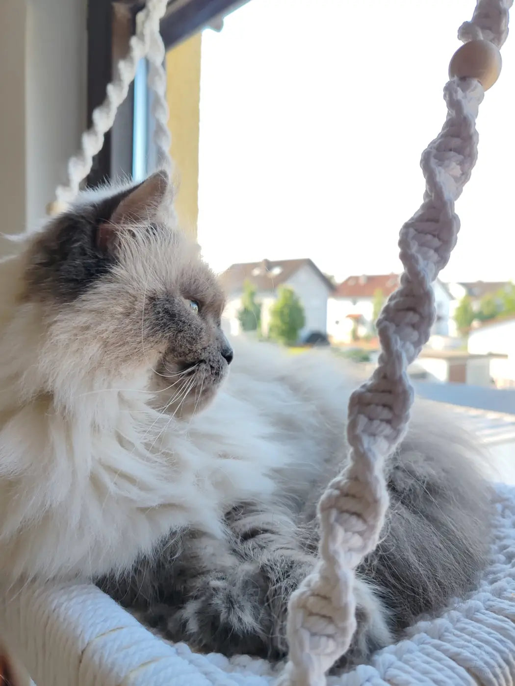 Flauschige Katze in Makramee-Hängematte.