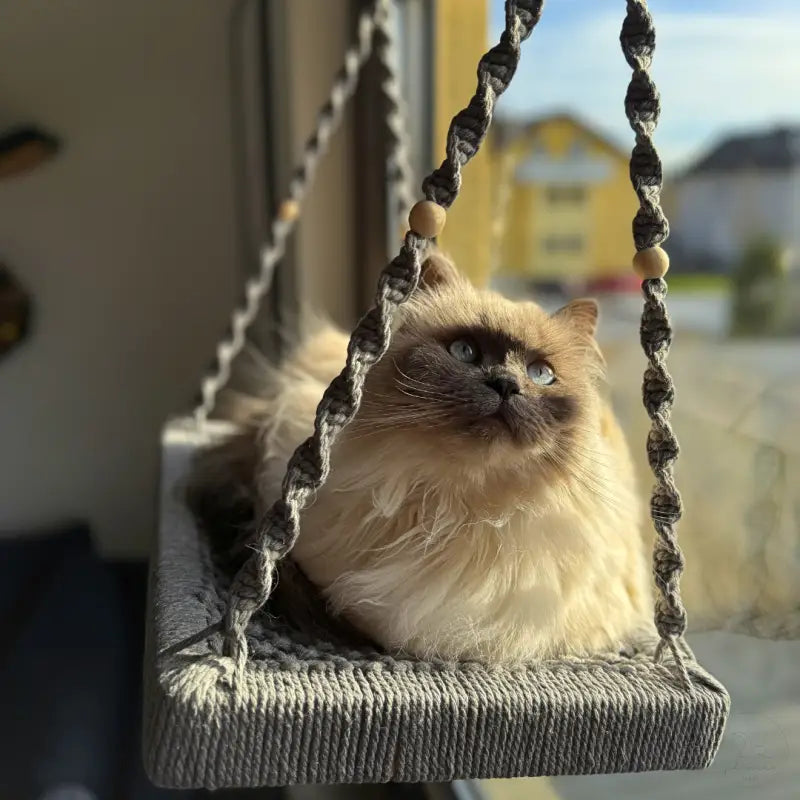 Flauschige Katze in einer Makramee-Schaukel.
