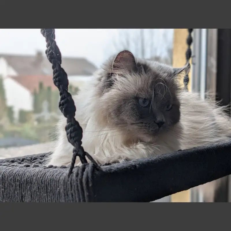 Ragdoll-Katze in einer Makramee-Hängematte.