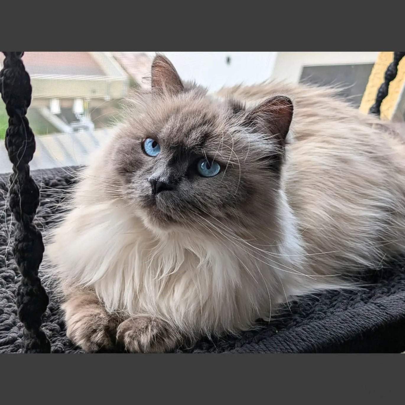 Flauschige blauäugige Katze.