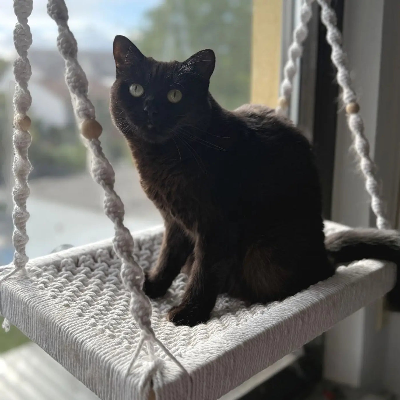 Schwarze Katze mit grünen Augen in Phinias Fensterliege Katze Fensterplatz