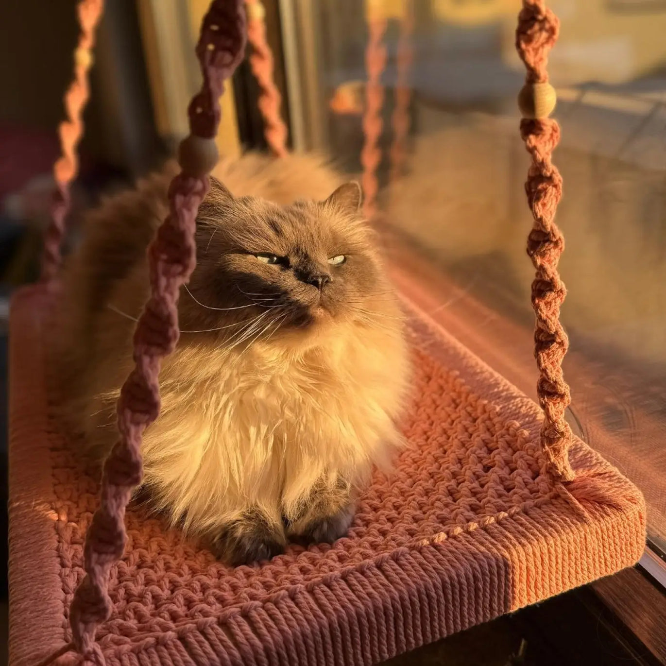 Fluffige Katze in Phinias Fensterliege Fensterplatz mit Haken