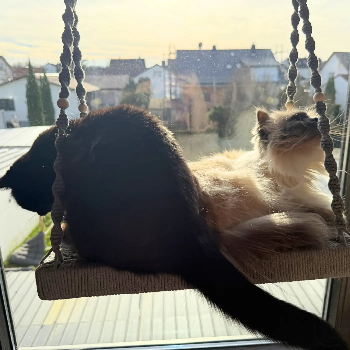 Zwei Katzen auf einer Makramee-Fenstersitzstange.