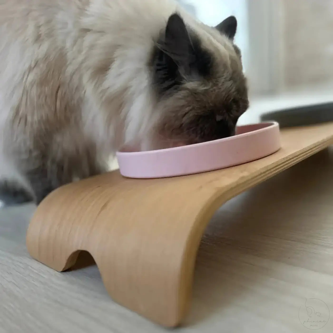 Ragdoll-Katze frisst aus einem rosa Napf auf einem Holzständer.
