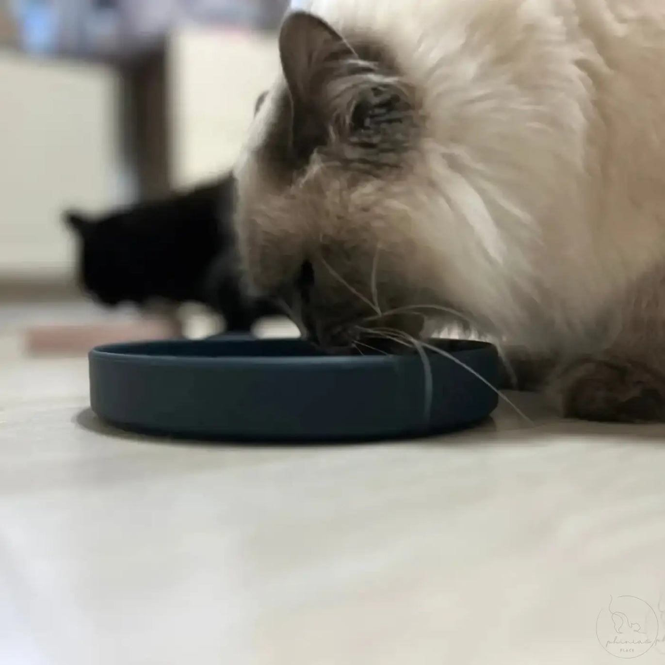 Katze frisst aus blauem Napf.