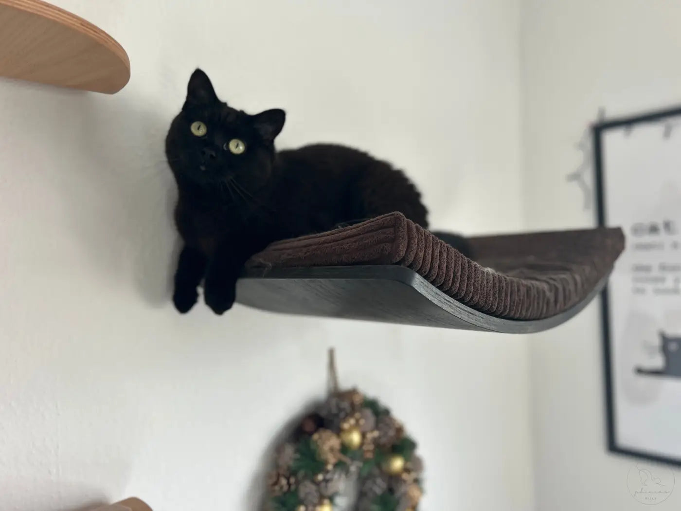 Schwarze Katze auf einem gebogenen, gepolsterten Regal.