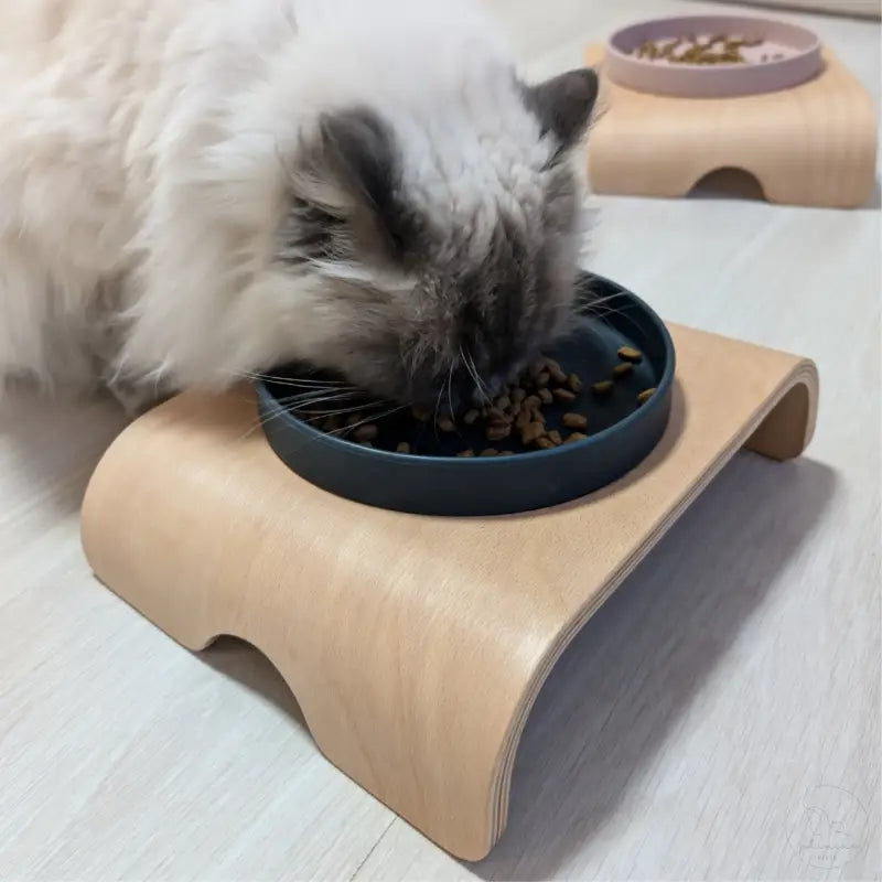 Katze frisst aus erhöhtem Napf.