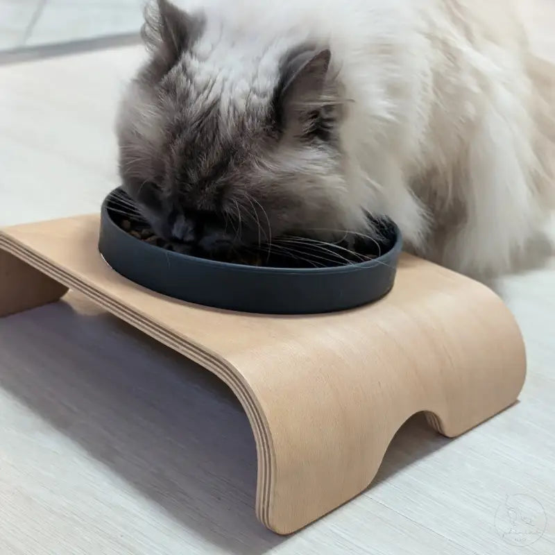 Katze frisst aus erhöhtem Napf.