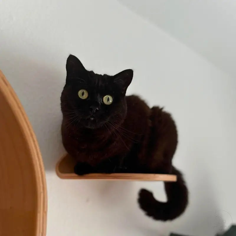 Schwarze Katze auf Holzregal.