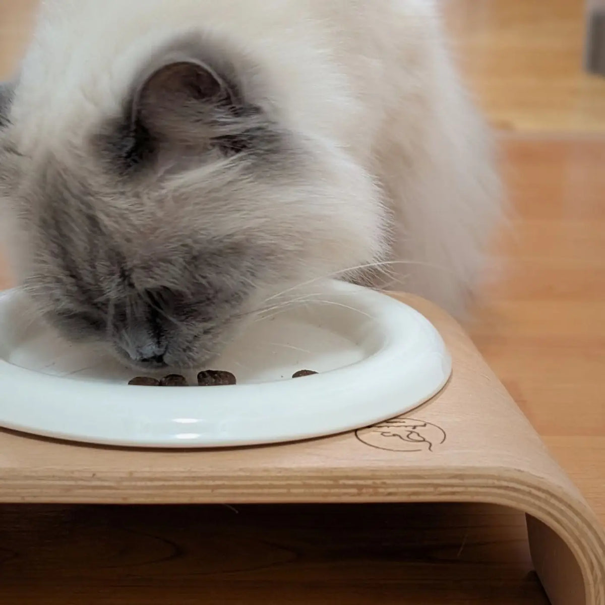 Phinias keramiknapf weißer keramiknapf für katzen auf hellem holzständer extra flach maine coon katzen lieben