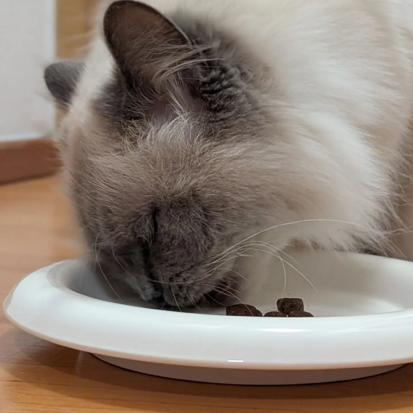 Eine fluffy graue und weiße katze isst aus einem weißen phinias keramiknapf extra flach 21 cm breit katzen lieben ihn