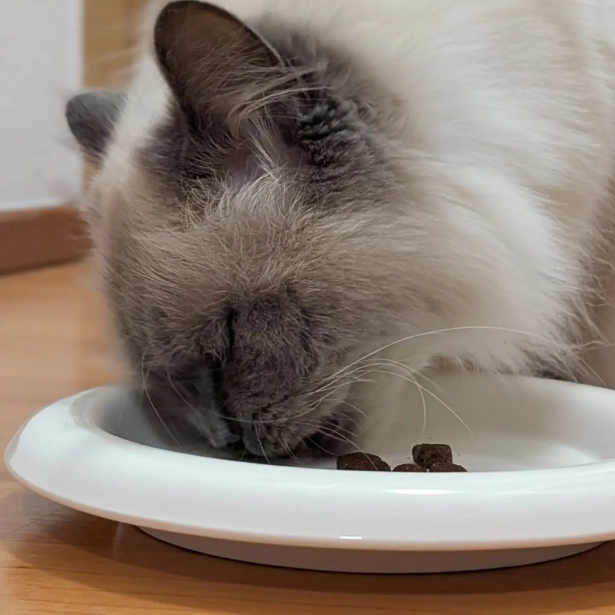 Eine fluffy graue und weiße katze isst aus einem weißen phinias keramiknapf extra flach 21 cm breit katzen lieben ihn