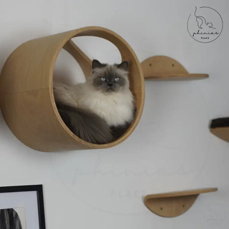 Katze in einem kreisrunden, an der Wand befestigten Bett.