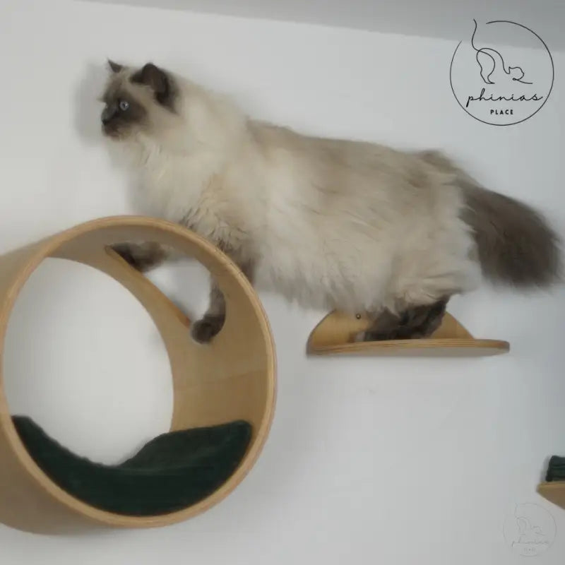 Ragdoll-Katze auf Katzenmöbel.