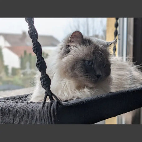 Ragdoll-Katze in einer Makramee-Hängematte.