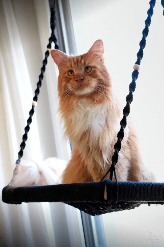 Orange Katze auf der Phinias XXL Fensterliege, ideal für Maine Coon und Norwegische Waldkatze