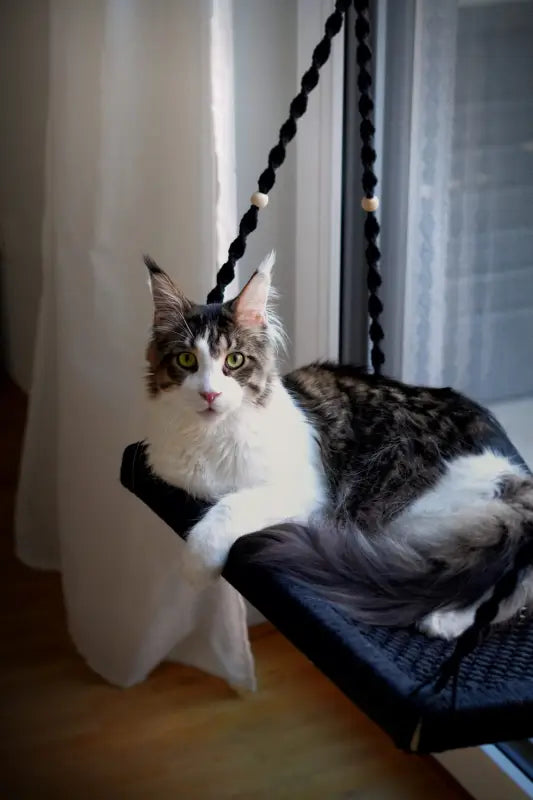 Maine Coon auf Phinias XXL Fensterliege mit Fensterhaken, ideal für Großkatzen wie Norwegische Waldkatze