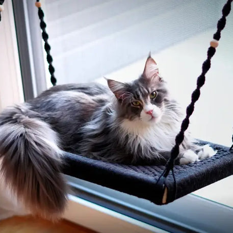 Graue weiße Katze auf schwarzem Schaukel, Phinias XXL Fensterliege für Maine Coons