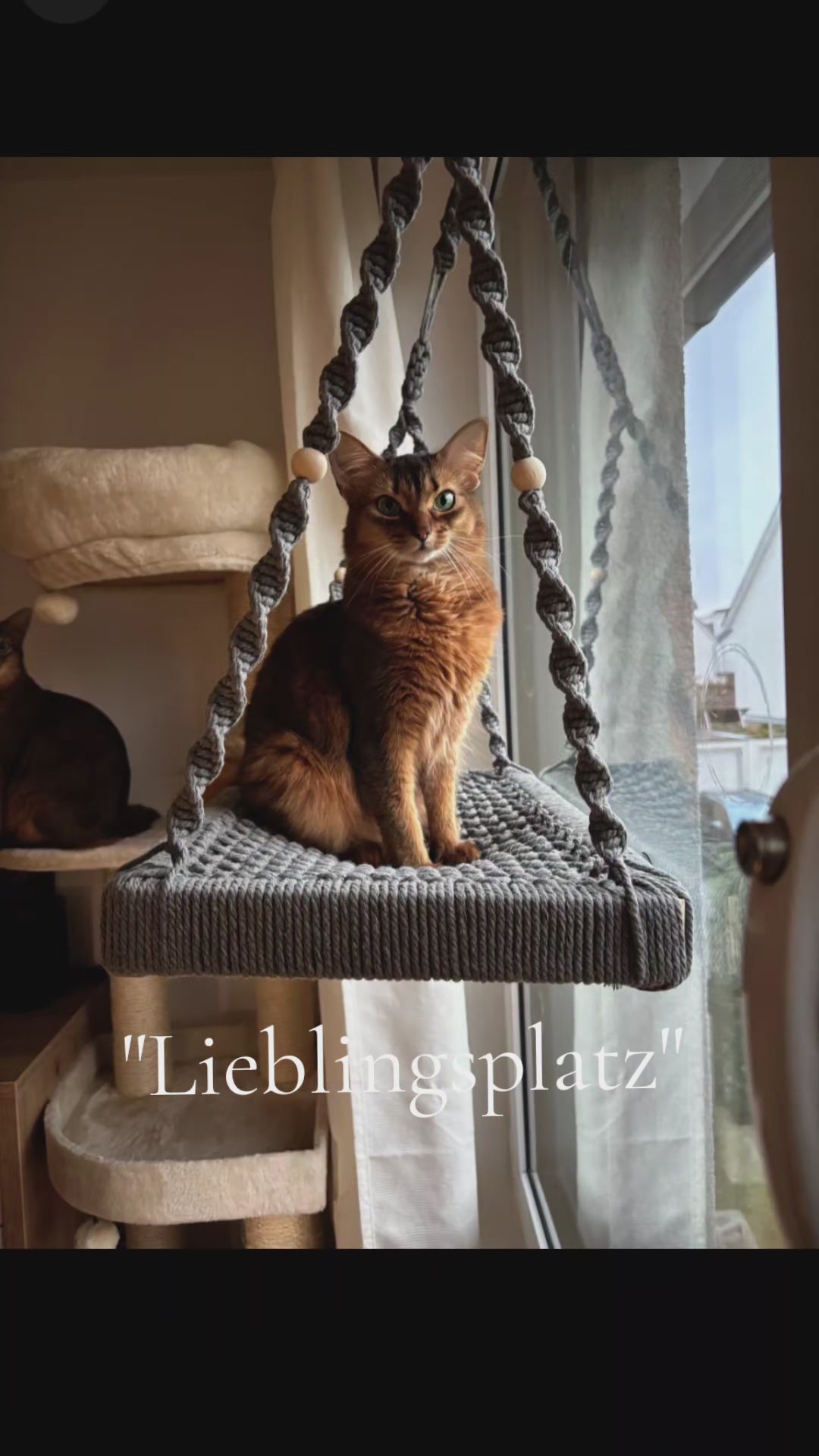 Phinias Fensterliege - Katzenliege Fensterplatz mit Fensterhaken