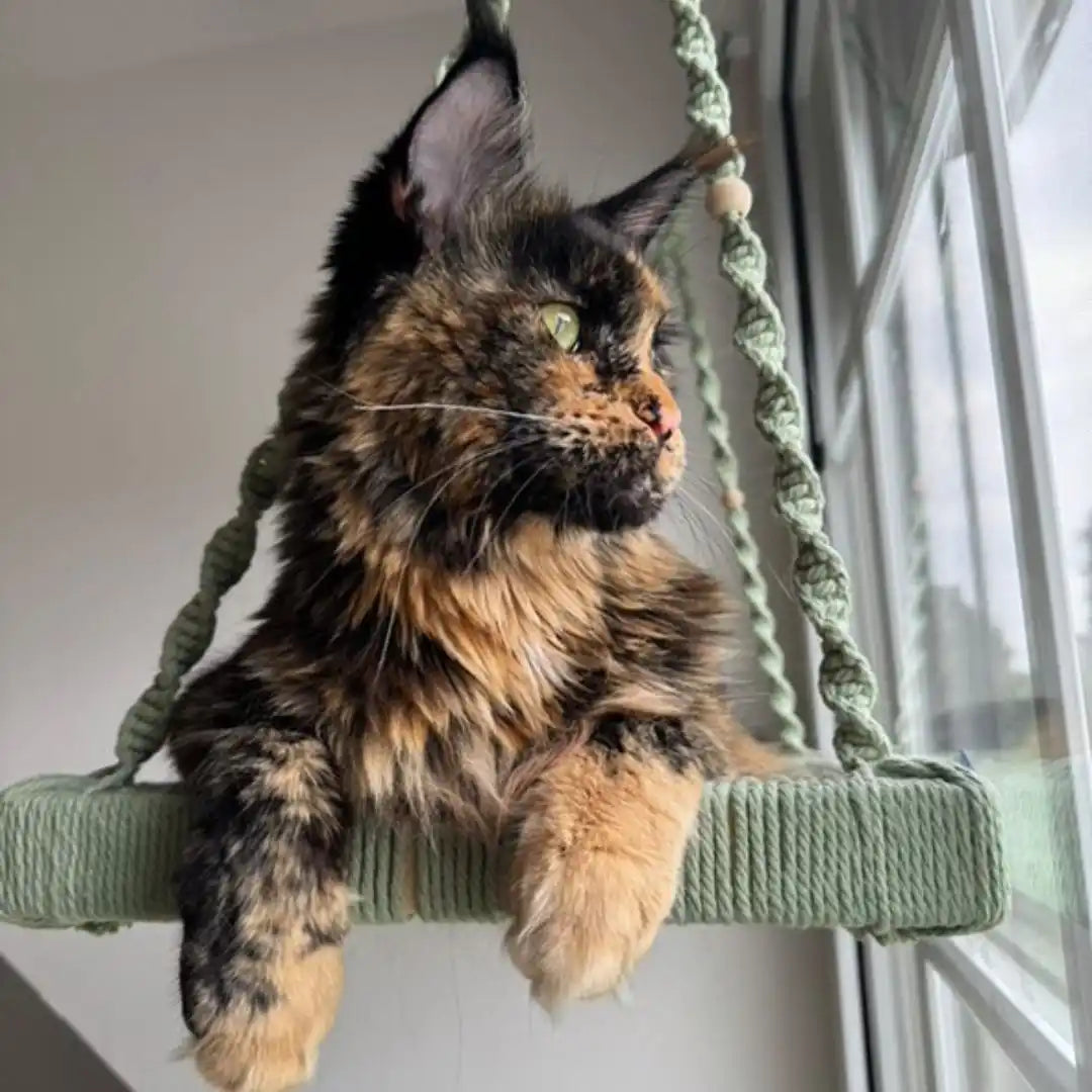 Schildpatt-Maine-Coon-Katze in Macrame-Schaukel.