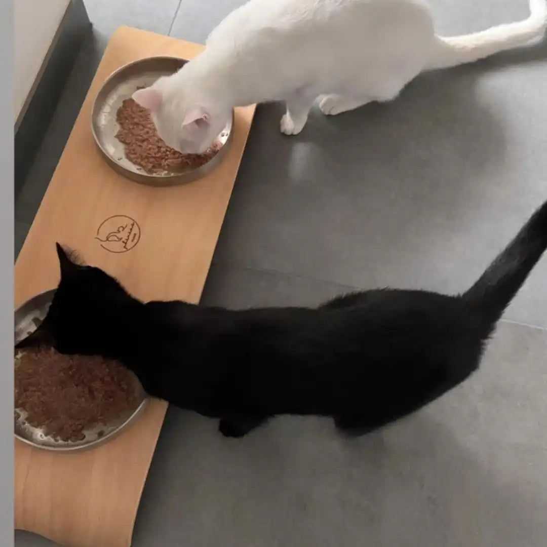 Zwei Katzen, die aus erhöhten Schalen essen.