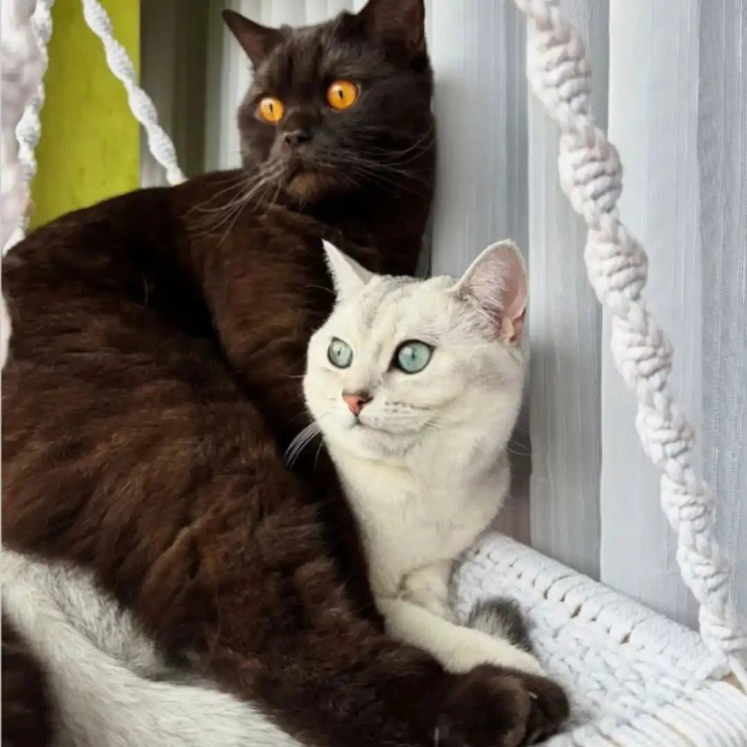 Zwei Katzen in einer Hängematte.