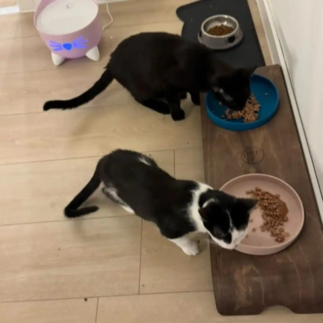 Zwei Katzen essen Essen.