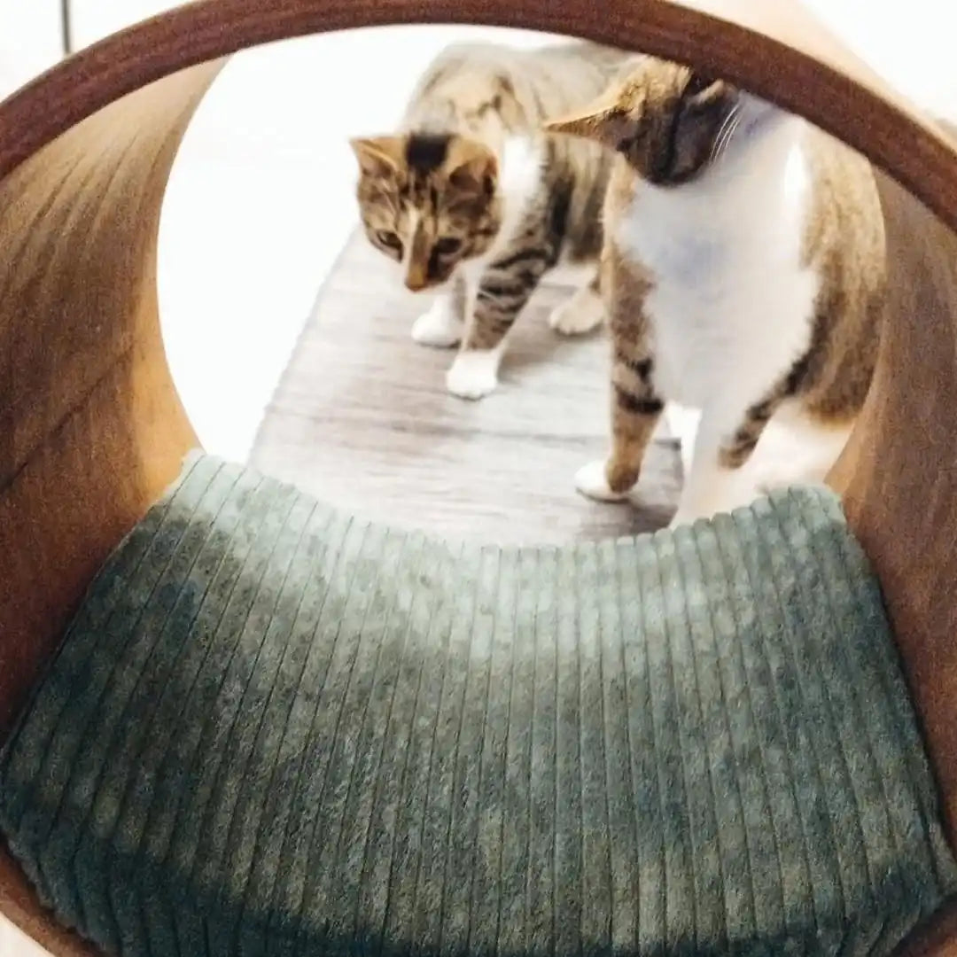 Zwei getigerte Katzen in einem Tunnelbett.